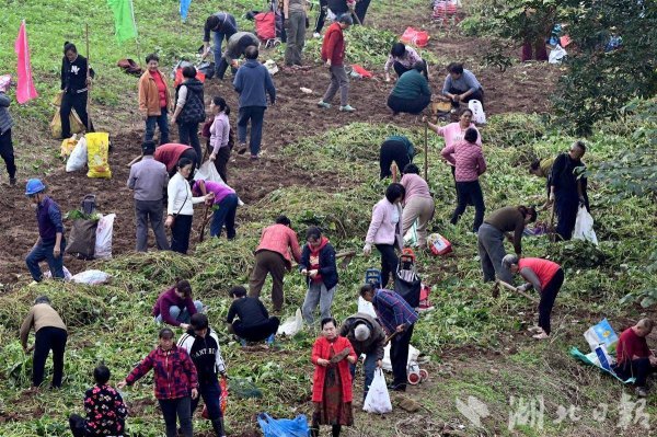 配资坊 宜昌江南湿地红薯丰收 市民免费采收乐开怀